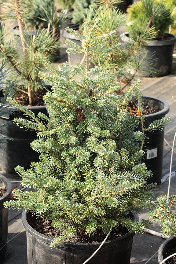 Abies koreana 